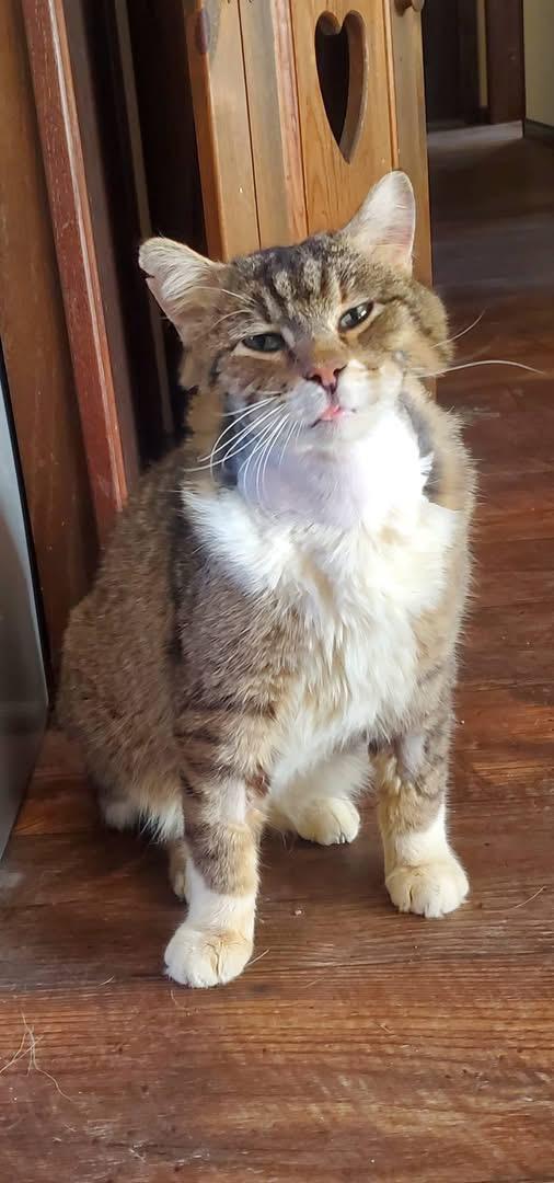 Bruno, adoptable, Senior Male Domestic Short Hair.