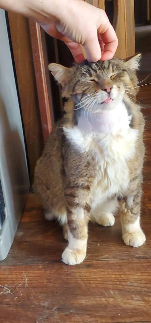 Enlarge Bruno, an adoptable Domestic Short Hair in Hutchinson, MN image 2/2