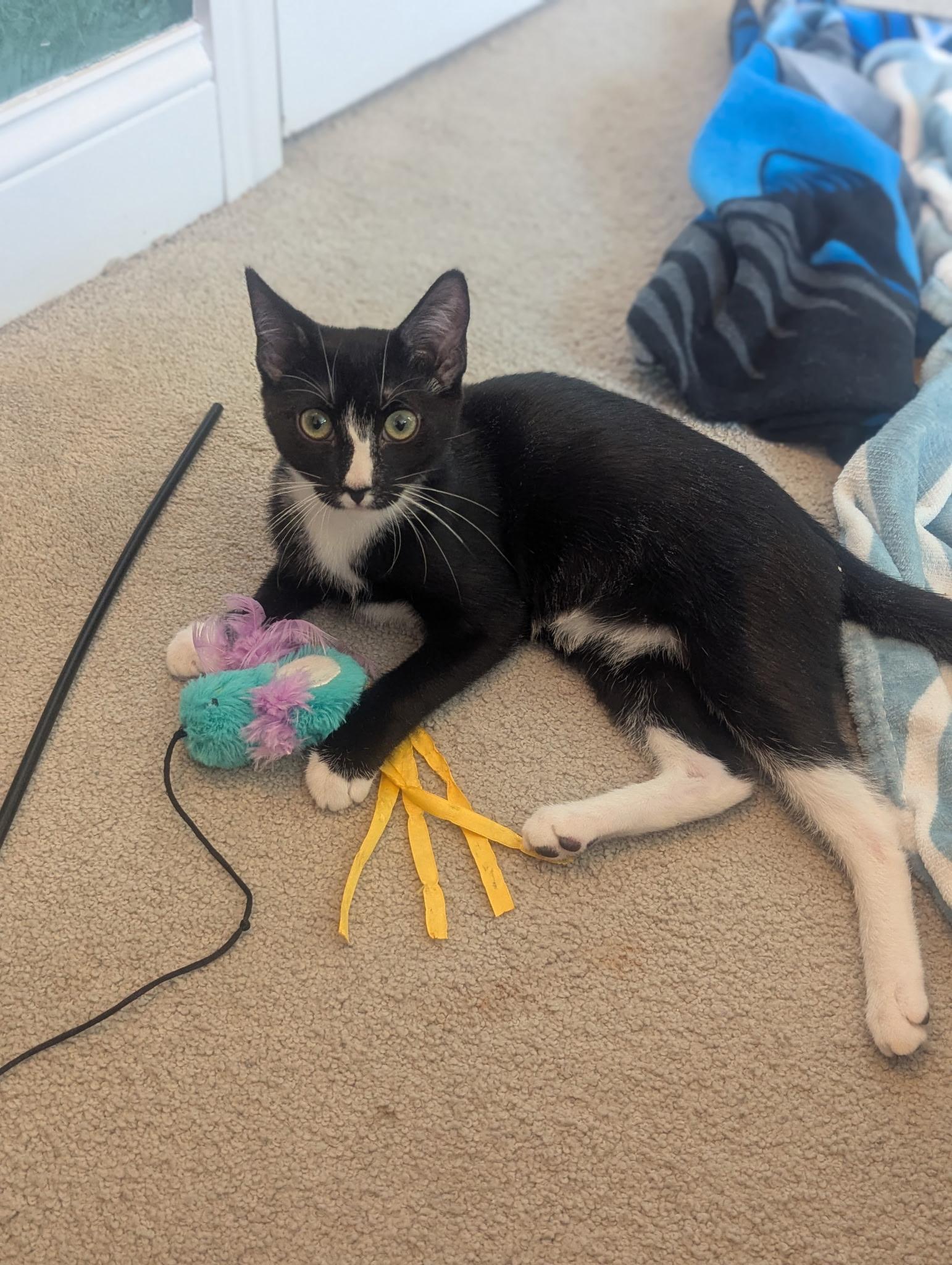 Enlarge Micah & Miranda, a ADOPTABLE mixed breed in Hopkinton, MA image 1/5