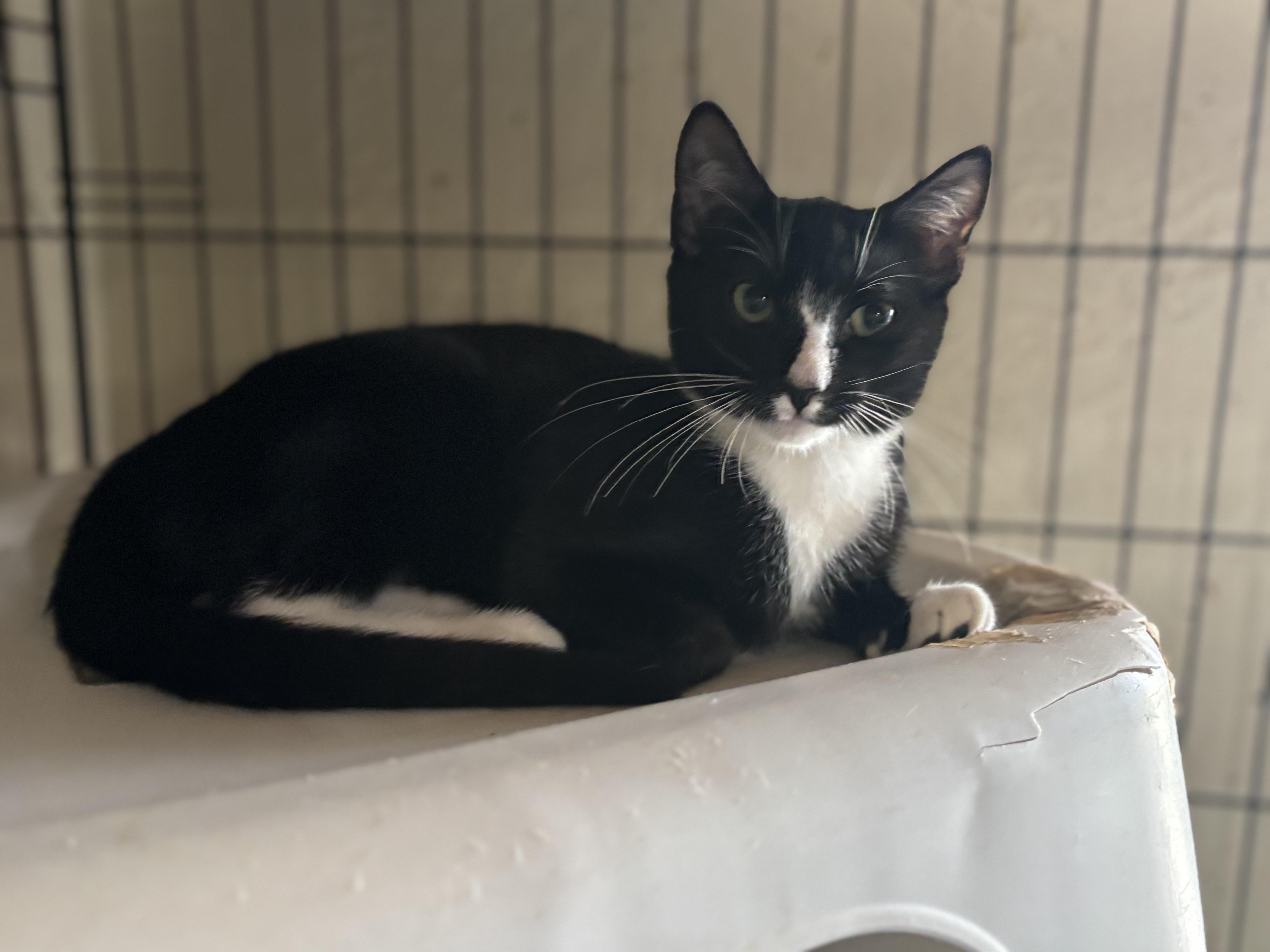 Enlarge Micah & Miranda, a ADOPTABLE mixed breed in Hopkinton, MA image 3/5