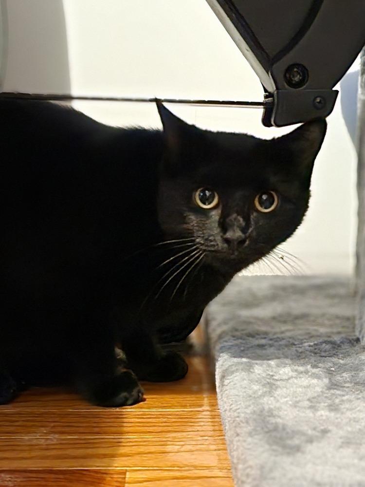 Mama Boo, Adoptable, Young Female Domestic Short Hair.