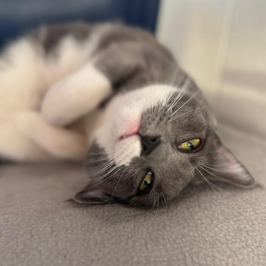 Anna, Adoptable, Young Female American Shorthair.