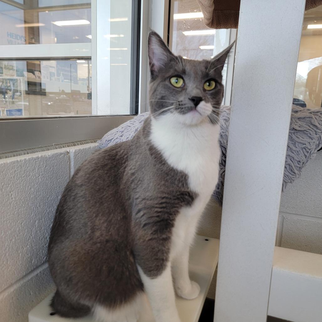 Anna, a Adoptable American Shorthair in Phoenix, AZ image 2/2