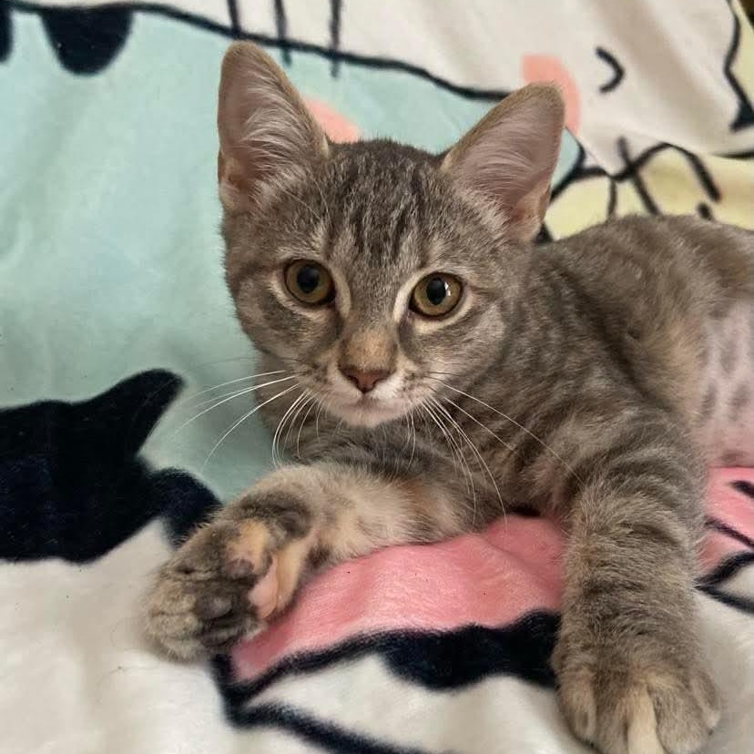 Enlarge Lorelei, a Adoptable Torbie in Memphis, TN image 1/5