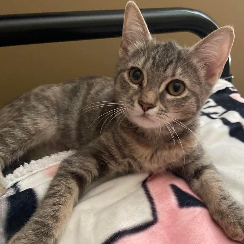Enlarge Lorelei, a Adoptable Torbie in Memphis, TN image 5/5