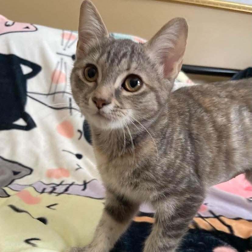 Enlarge Lorelei, a Adoptable Torbie in Memphis, TN image 3/5