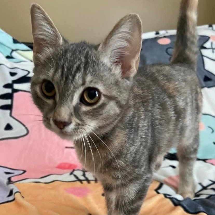 Enlarge Lorelei, a Adoptable Torbie in Memphis, TN image 2/5