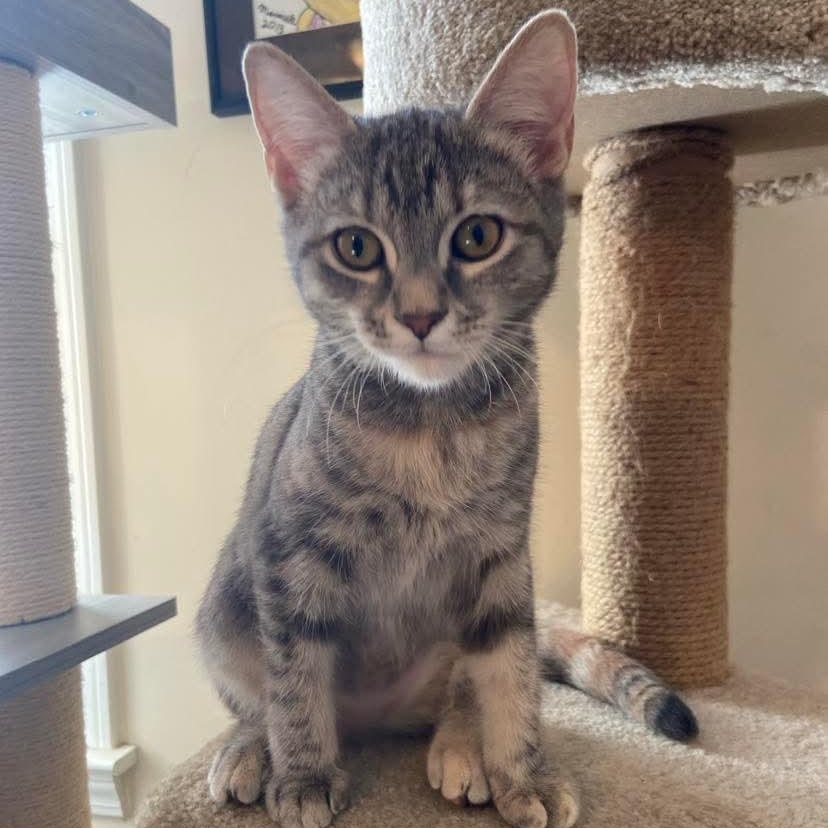 Lorelei, Adoptable, Kitten Female Torbie.