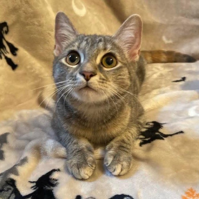 Enlarge Lorelei, a Adoptable Torbie in Memphis, TN image 5/5