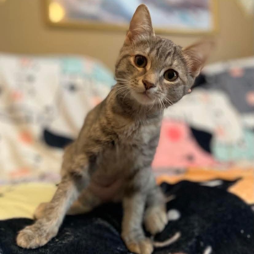 Enlarge Lorelei, a Adoptable Torbie in Memphis, TN image 4/5