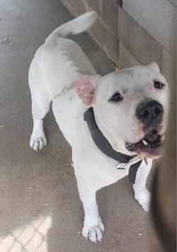 Enlarge Scarlett, a Adoptable mixed breed in West Memphis, AR image 1/1