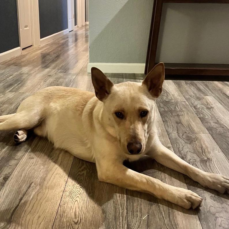 Cowboy, Adoptable, Adult Male Husky & Belgian Shepherd / Malinois.