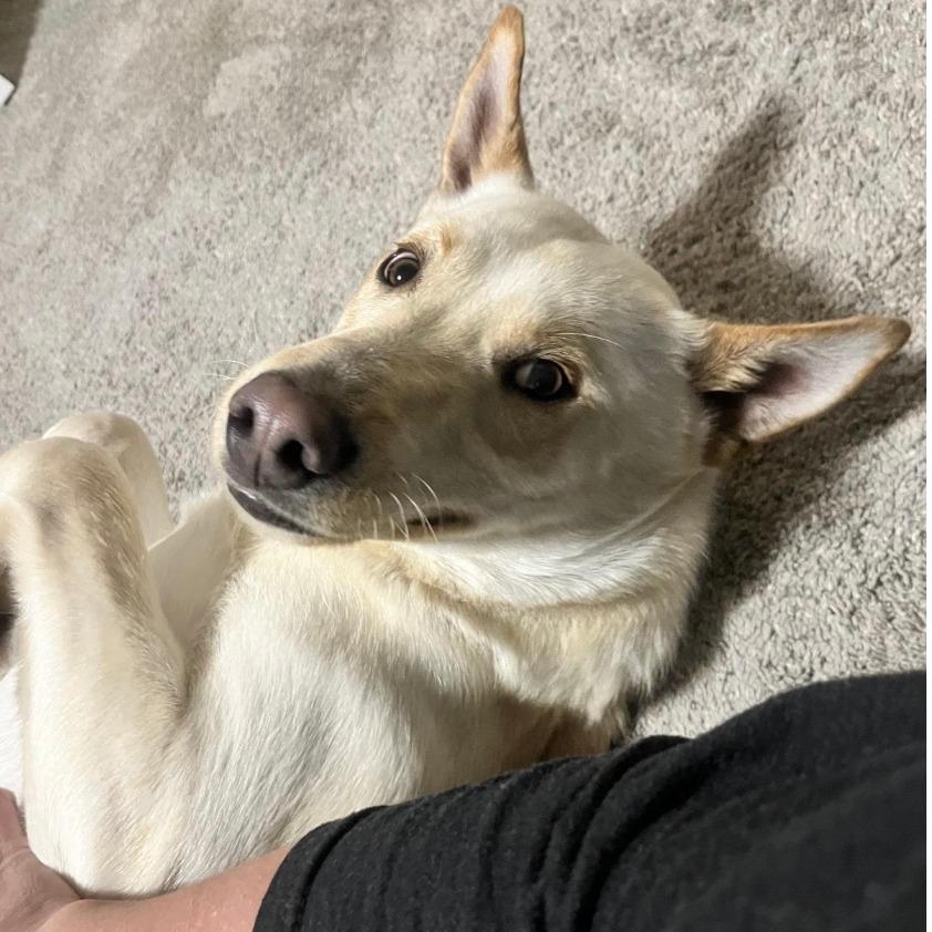 Enlarge Cowboy, a Adoptable mixed breed in Stagecoach, NV image 4/6