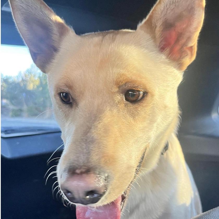 Enlarge Cowboy, a Adoptable mixed breed in Stagecoach, NV image 5/6