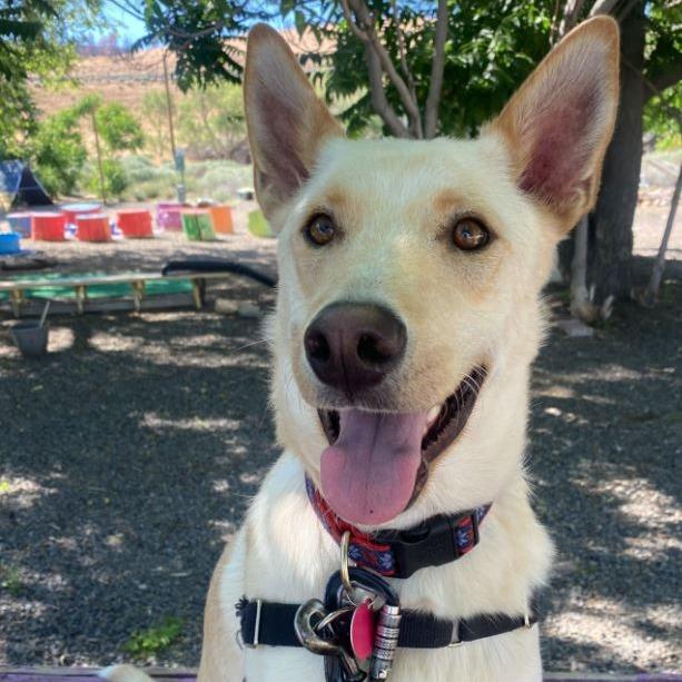 Enlarge Cowboy, a Adoptable mixed breed in Stagecoach, NV image 6/6