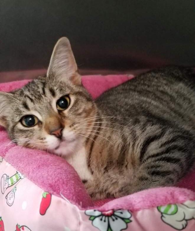 FANCY (cc#7178), Adoptable, Young Female Domestic Short Hair.