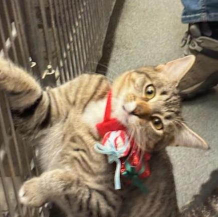 Enlarge FANCY (cc#7178), a Adoptable Domestic Short Hair in West Orange, NJ image 2/4