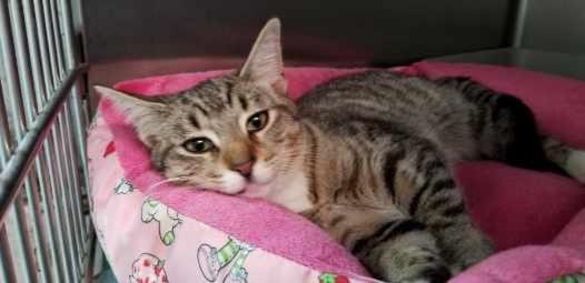 FANCY (cc#7178), a Adoptable Domestic Short Hair in West Orange, NJ image 2/3