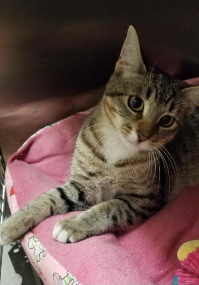 FANCY (cc#7178), a Adoptable Domestic Short Hair in West Orange, NJ image 3/3