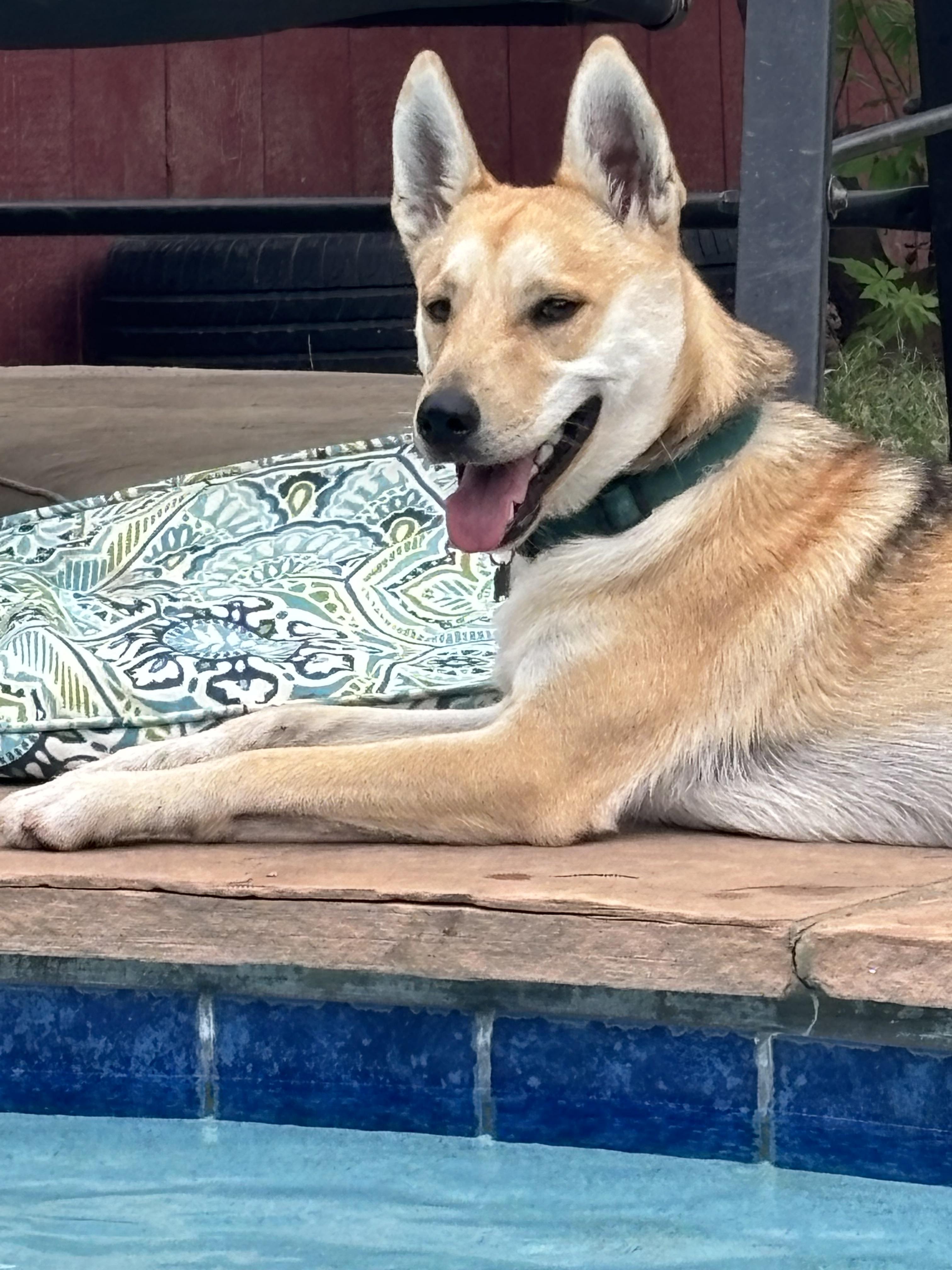 Woof, an adoptable Husky, Schnauzer in Dallas, TX, 75214 | Photo Image 3