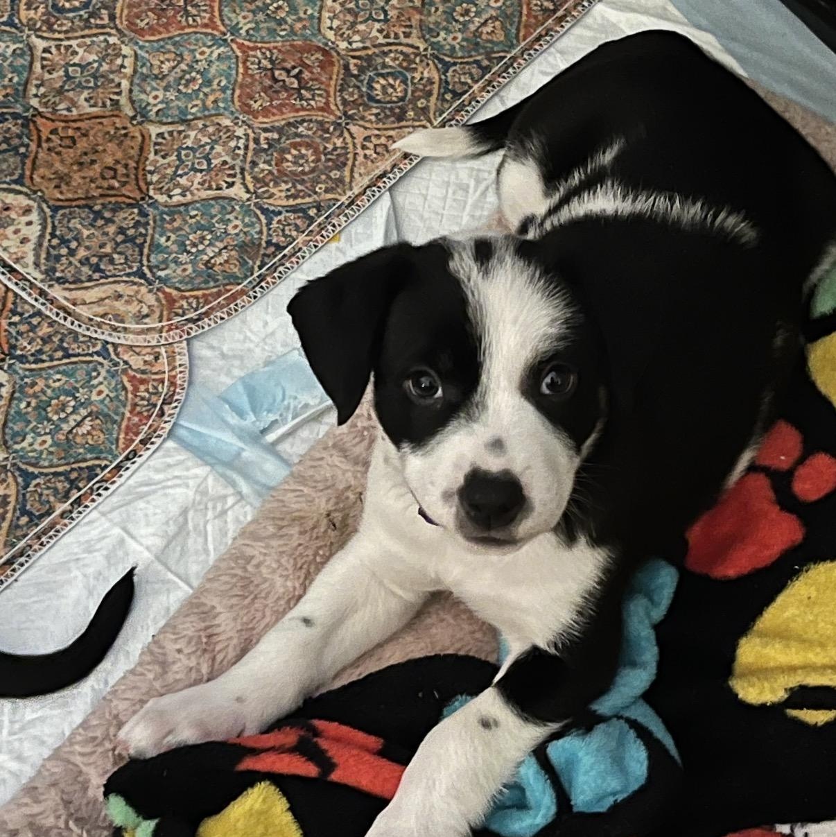 Jovi, ADOPTABLE, Young Female Hound.