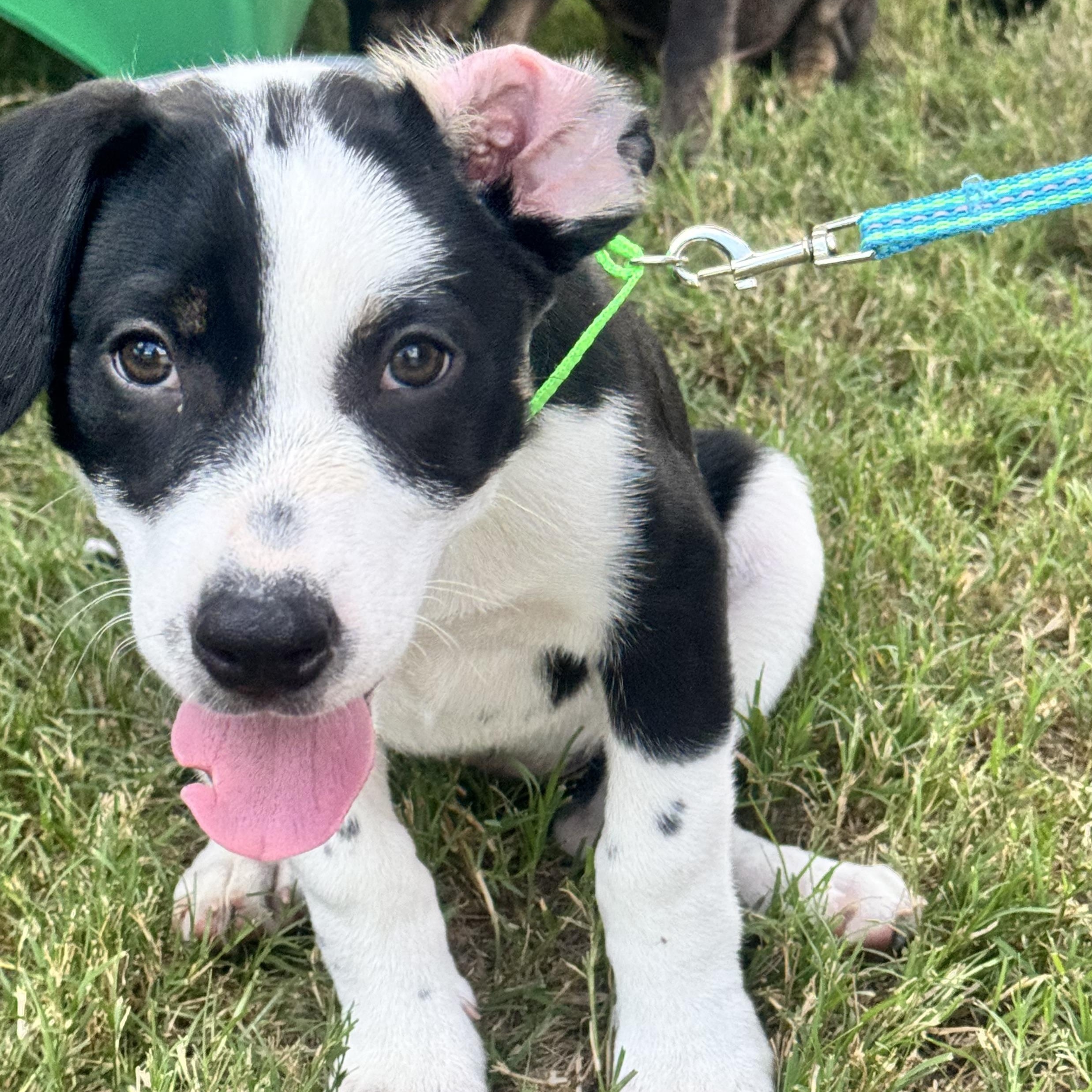 Enlarge Jovi, a Adopted mixed breed in Calabash, NC image 2/5