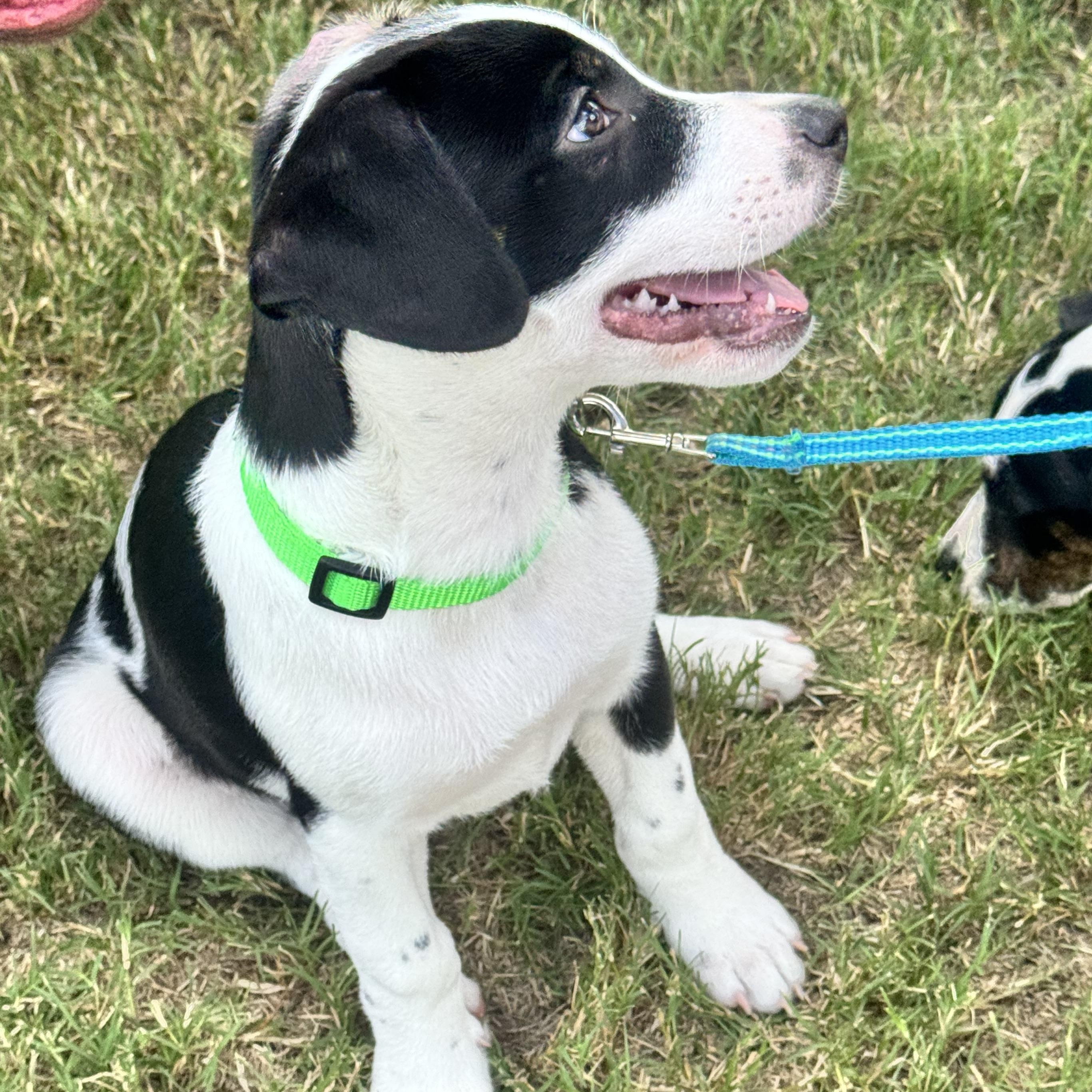Enlarge Jovi, a Adopted mixed breed in Calabash, NC image 4/5