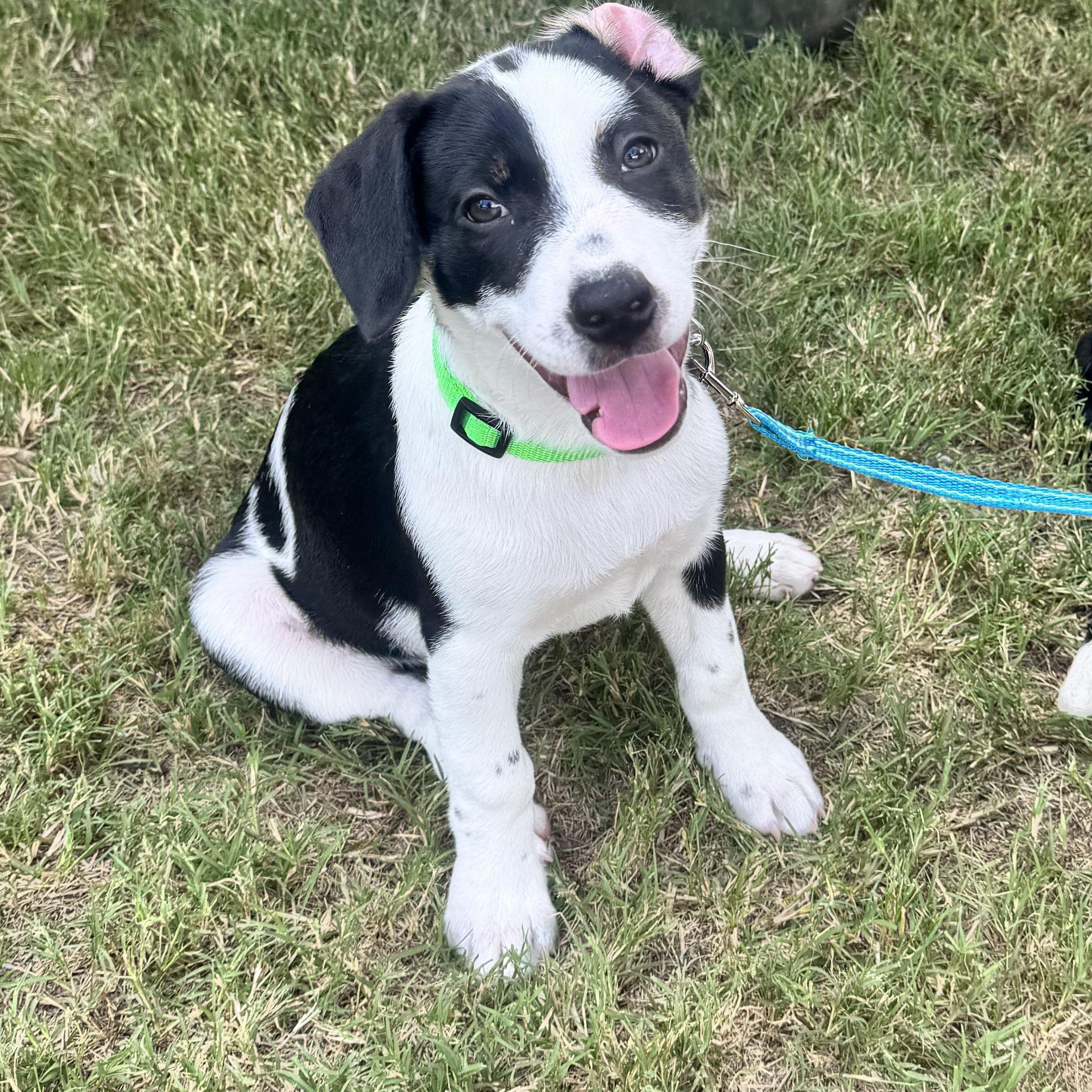 Enlarge Jovi, a Adopted mixed breed in Calabash, NC image 1/5
