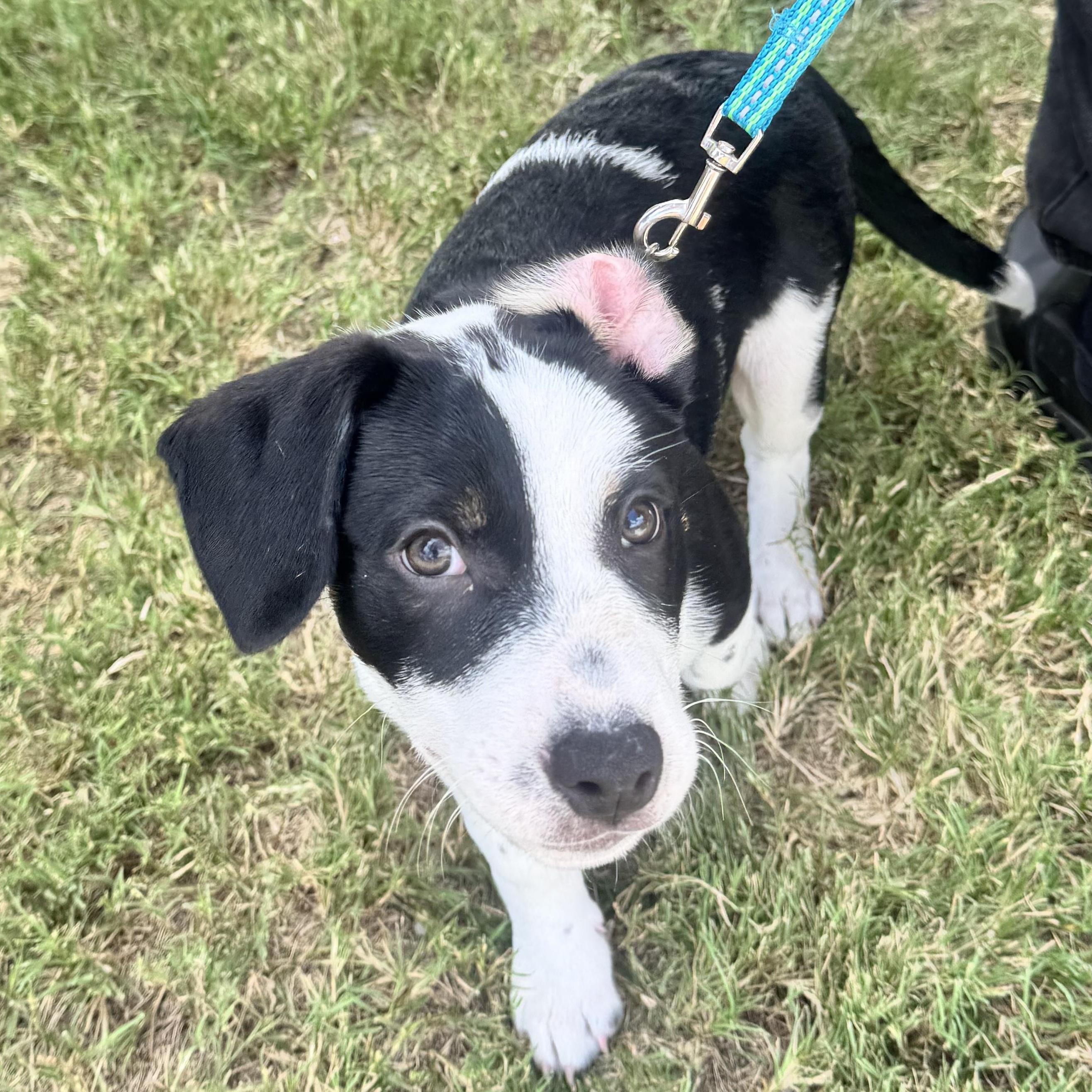 Enlarge Jovi, a Adopted mixed breed in Calabash, NC image 3/5