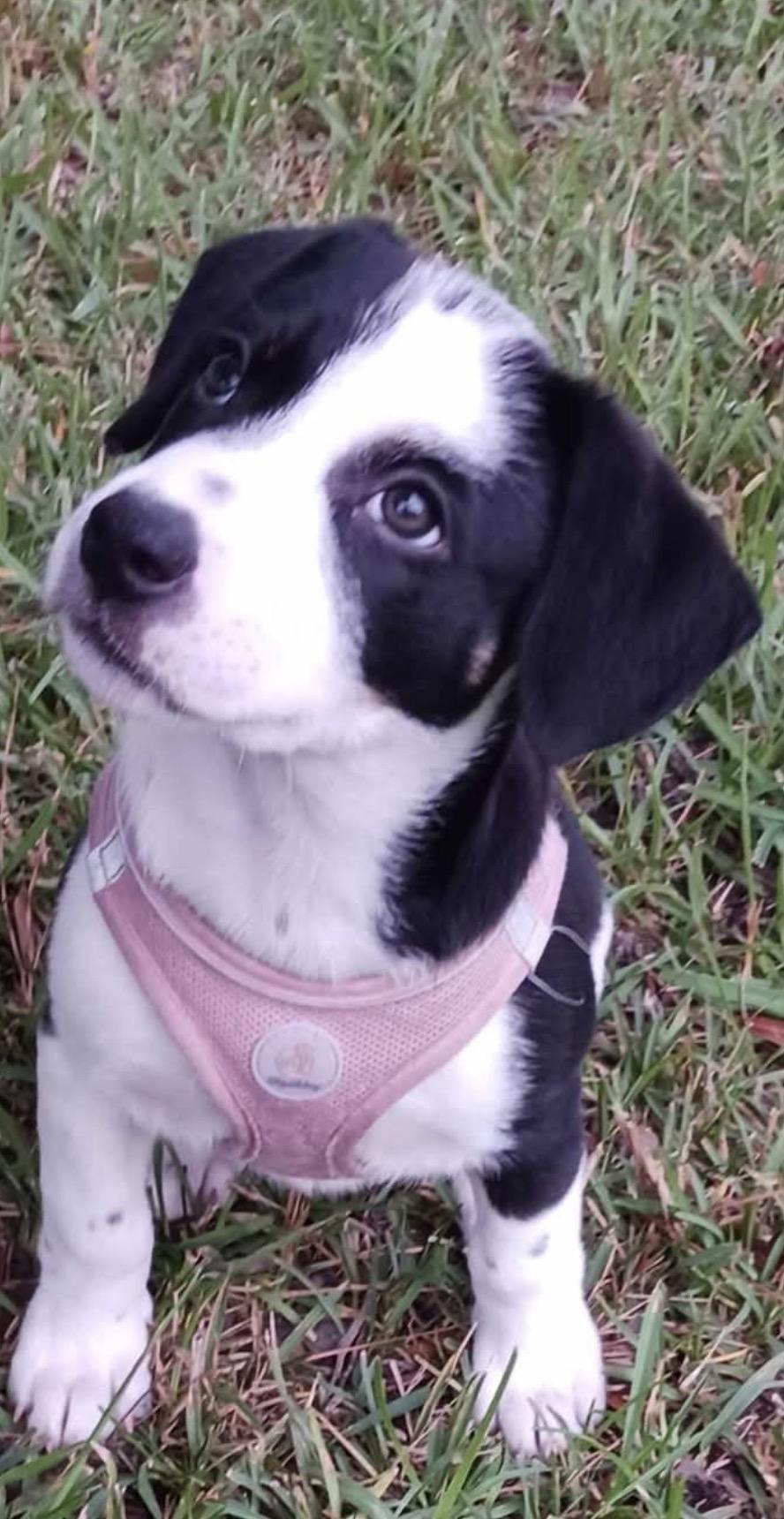 Enlarge Jovi, a Adopted mixed breed in Calabash, NC image 5/5