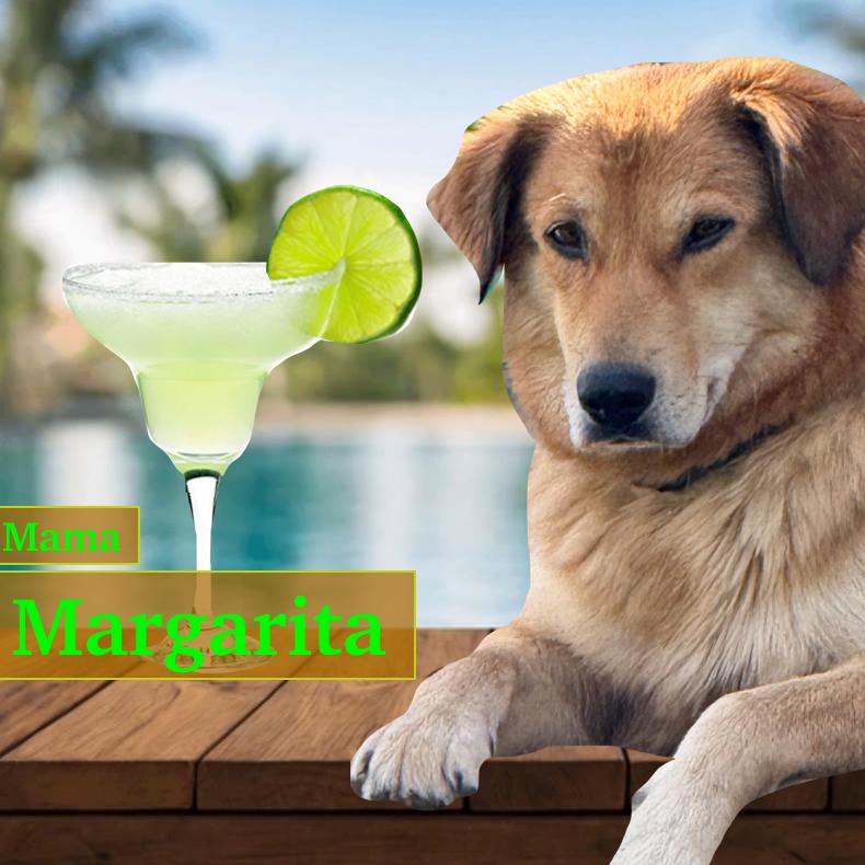 Enlarge Margarita **Adoption Pending**, a Adoptable mixed breed in Alexandria, VA image 1/5