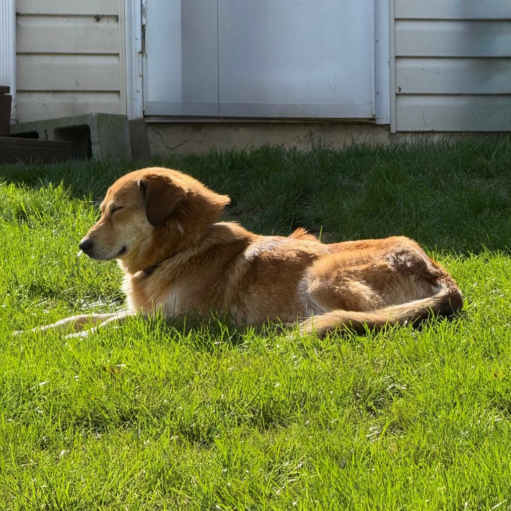 Enlarge Margarita **Adoption Pending**, a Adoptable mixed breed in Alexandria, VA image 2/5