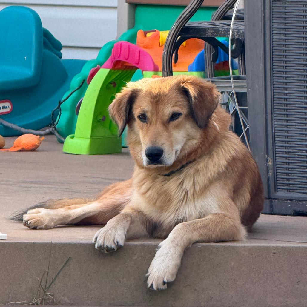 Enlarge Margarita **Adoption Pending**, a Adoptable mixed breed in Alexandria, VA image 3/5