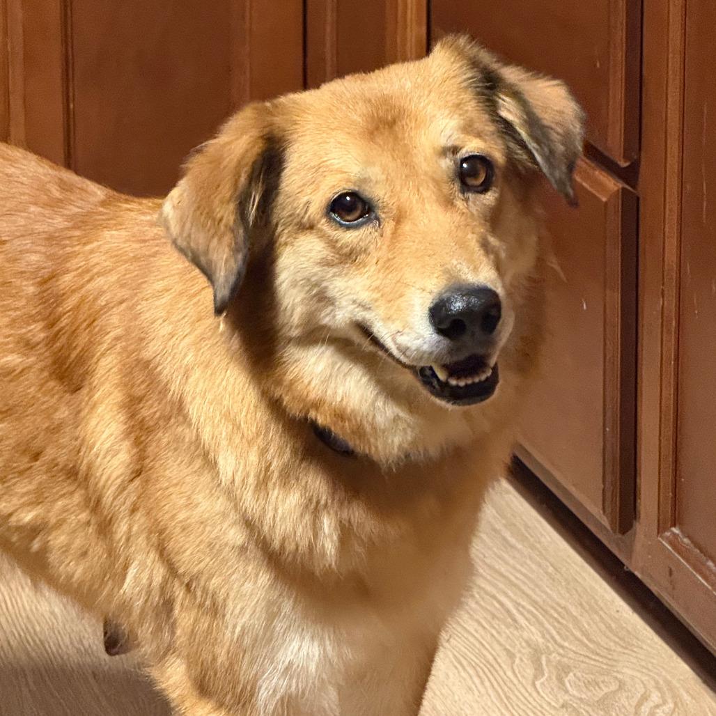 Enlarge Margarita **Adoption Pending**, a Adoptable mixed breed in Alexandria, VA image 4/5