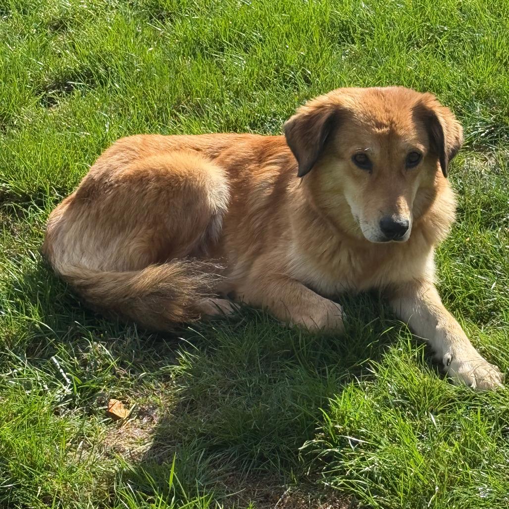 Enlarge Margarita **Adoption Pending**, a Adoptable mixed breed in Alexandria, VA image 5/5