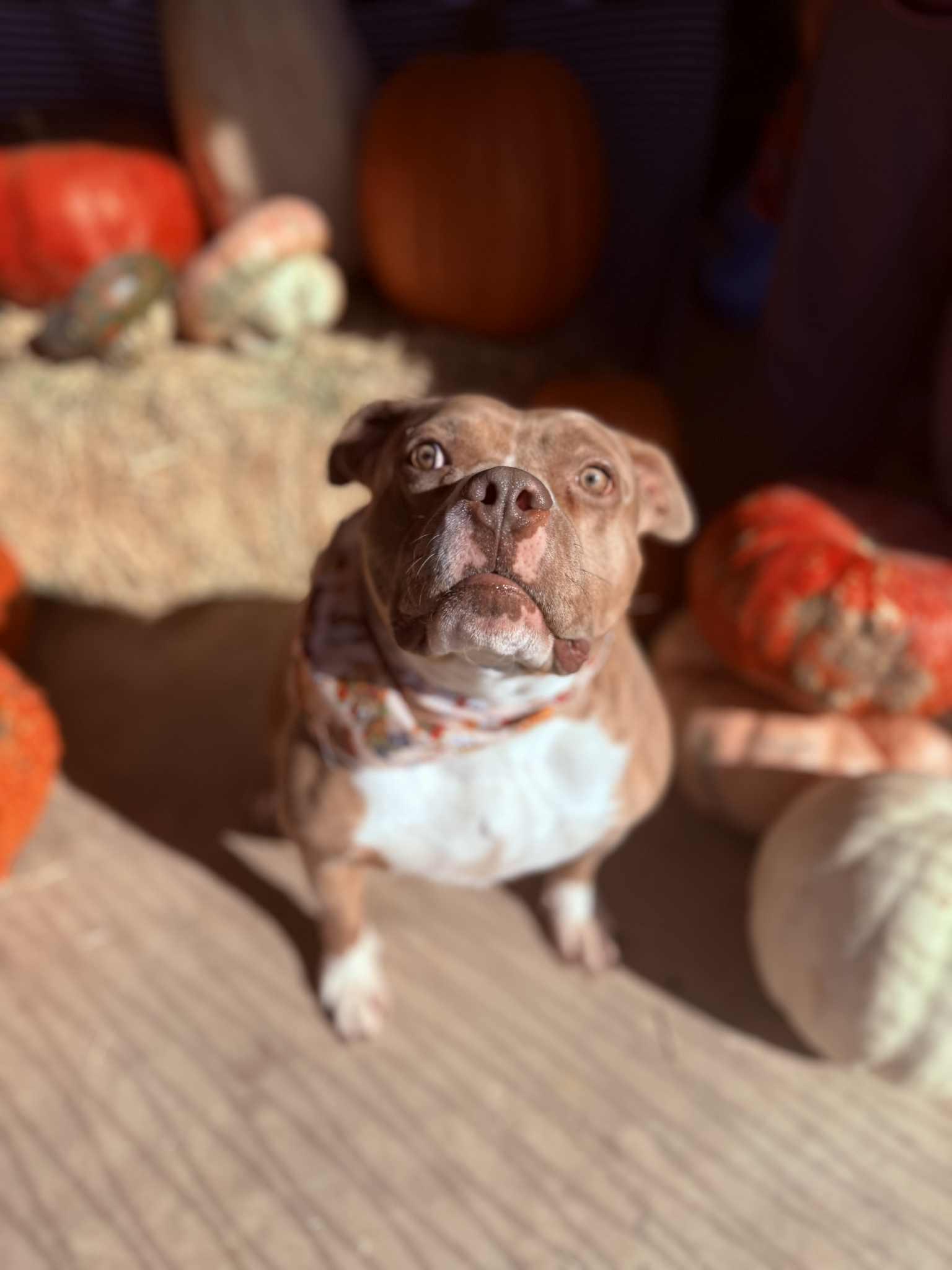 Haven, Adoptable, Adult Female Pit Bull Terrier.