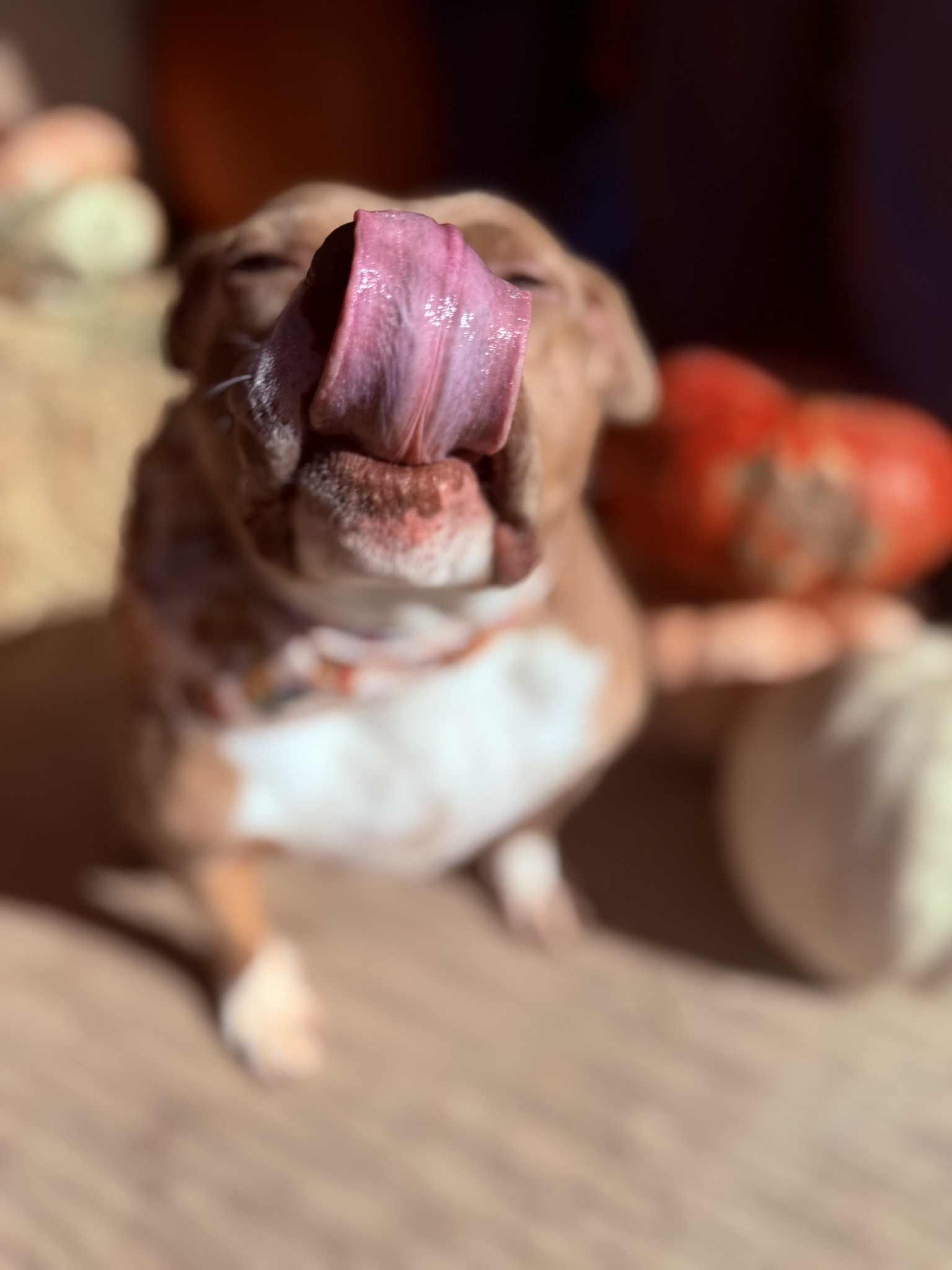 Enlarge Haven, a Adoptable Pit Bull Terrier in Clovis, NM image 2/6