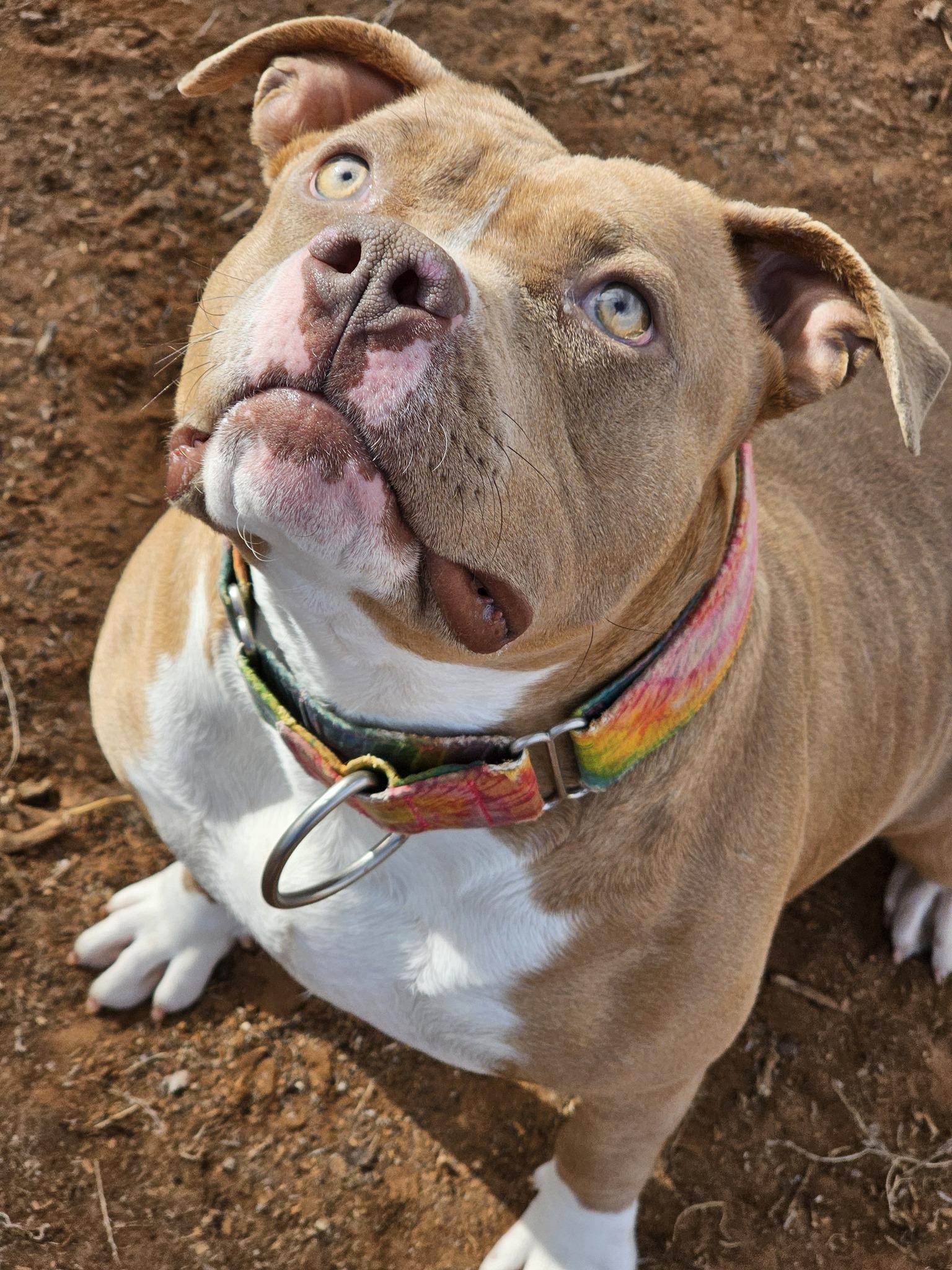 Enlarge Haven, a Adoptable Pit Bull Terrier in Clovis, NM image 5/6