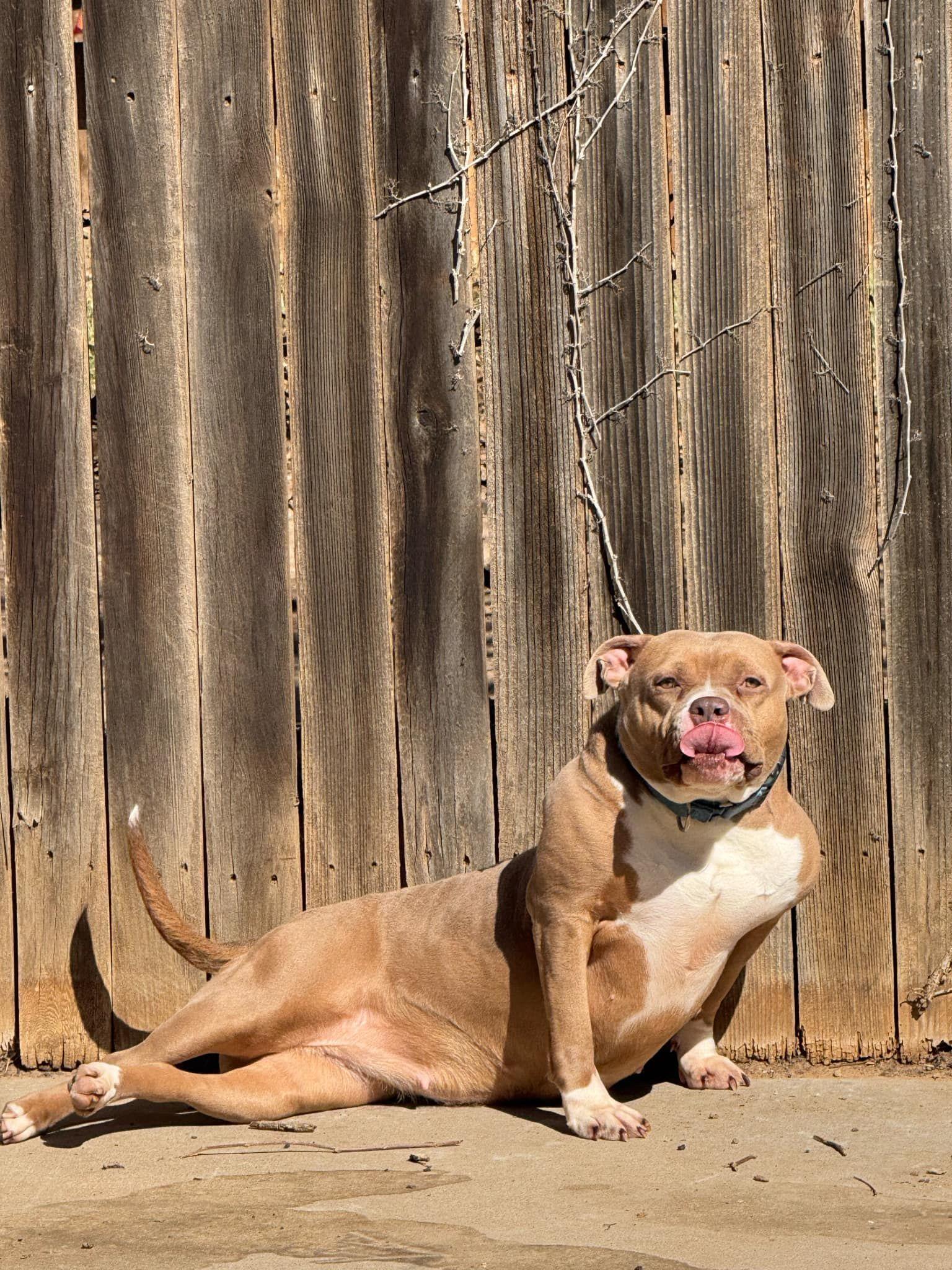 Haven, Adoptable, Adult Female Pit Bull Terrier.