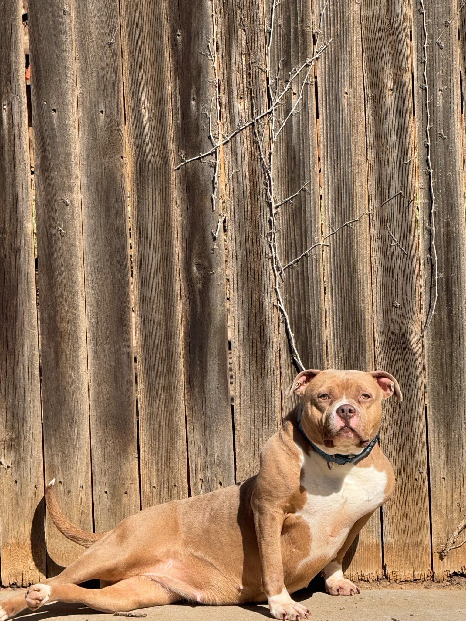 Enlarge Haven, a Adoptable Pit Bull Terrier in Clovis, NM image 6/6