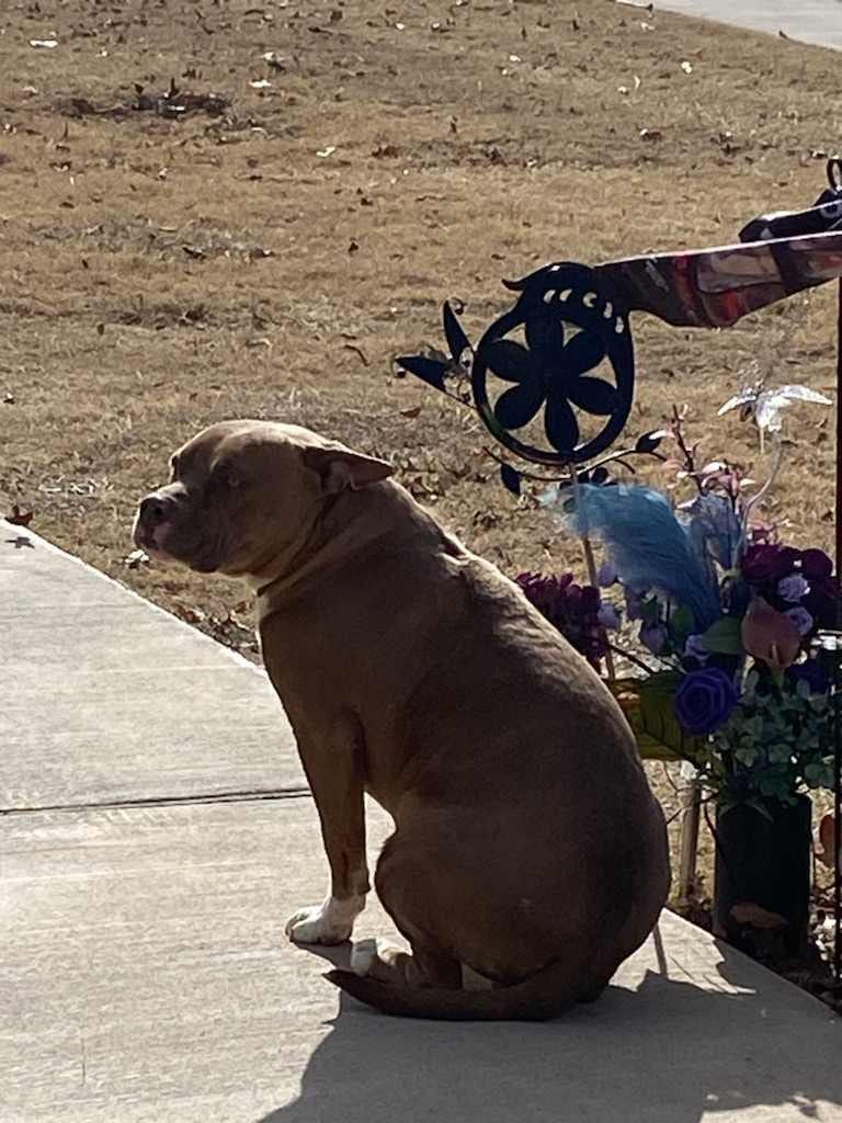 Enlarge Haven, a Adoptable Pit Bull Terrier in Clovis, NM image 4/6