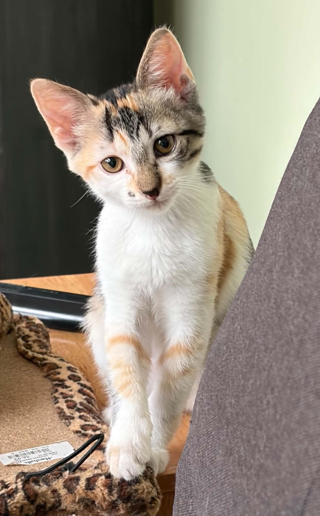 Enlarge Kyra, a ADOPTABLE Calico in Warren, NJ image 1/4