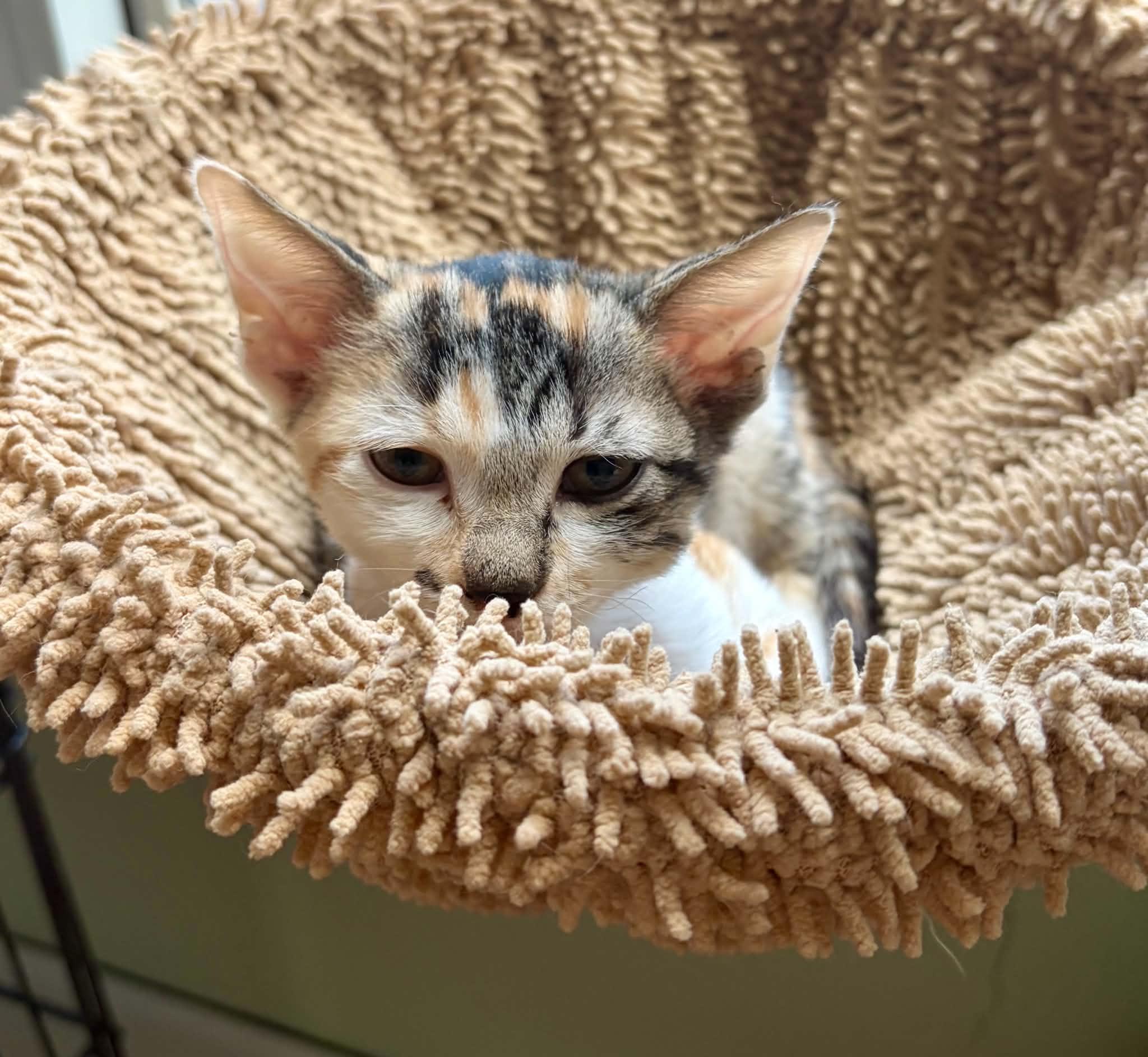 Enlarge Kyra, a ADOPTABLE Calico in Warren, NJ image 3/4