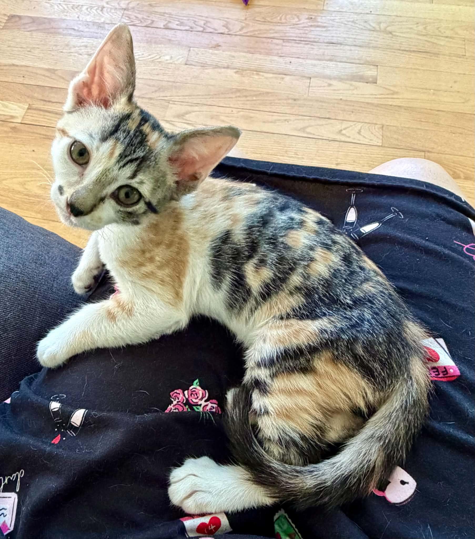 Kyra, ADOPTABLE, Kitten Female Calico.