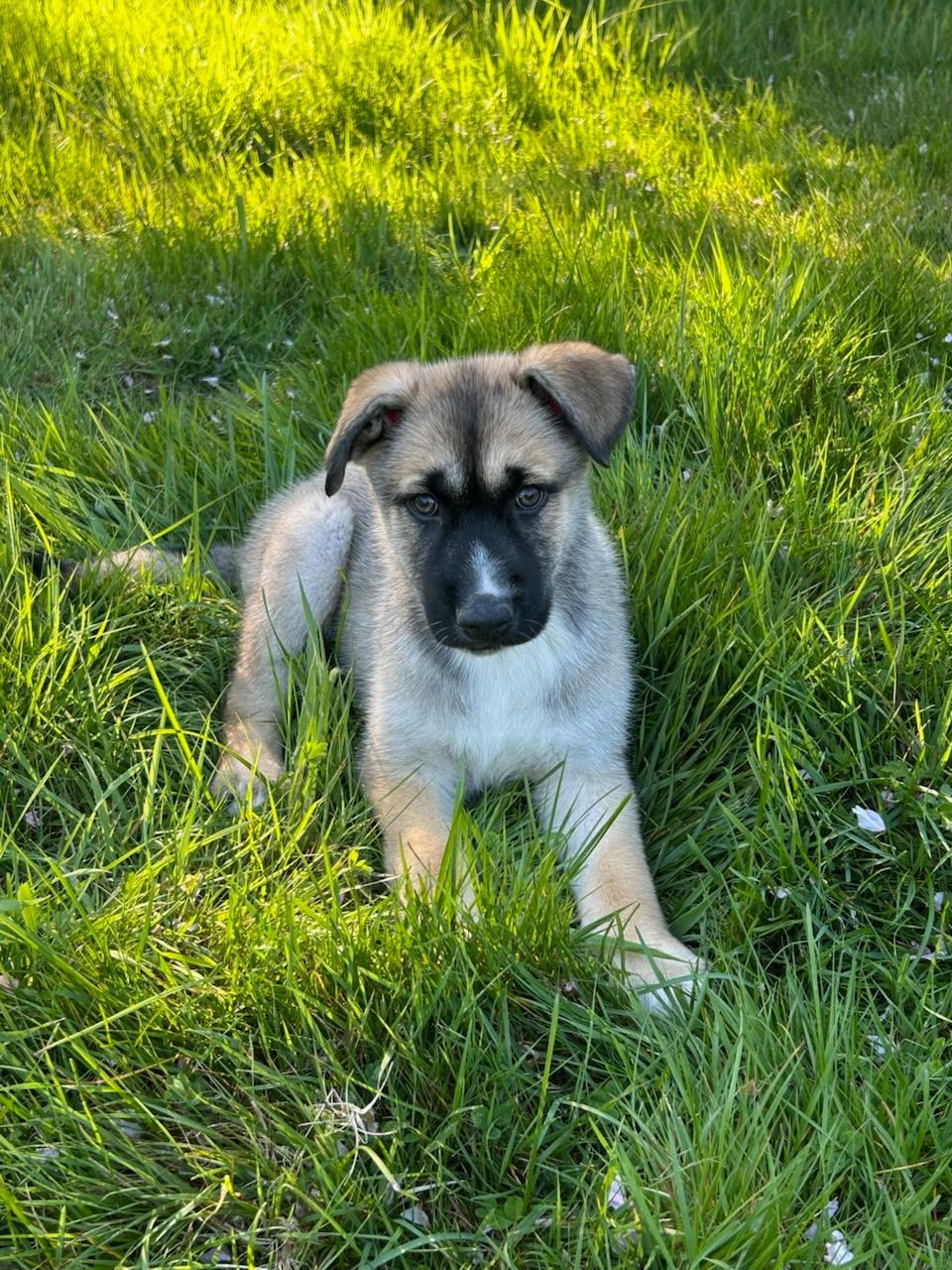 Kyote, adopted, Puppy Male German Shepherd Dog.