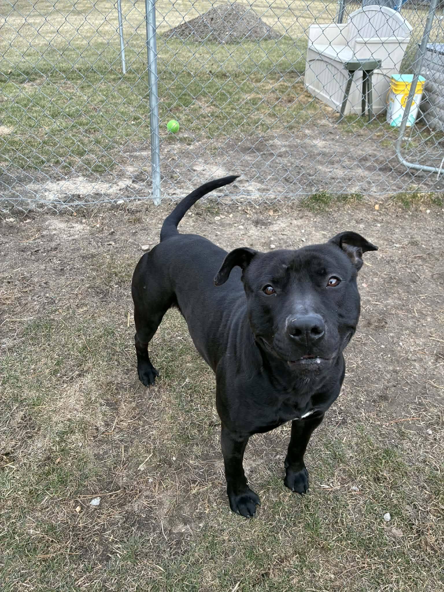 Enlarge Shadow, a Adoptable mixed breed in Caro, MI image 1/3