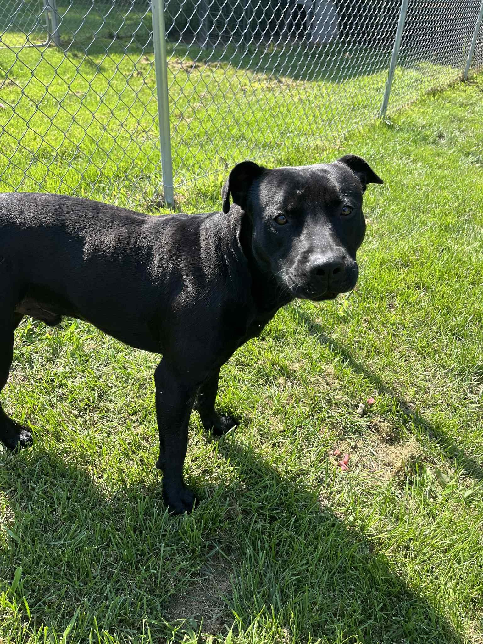 Shadow, Adoptable, Adult Male American Staffordshire Terrier.