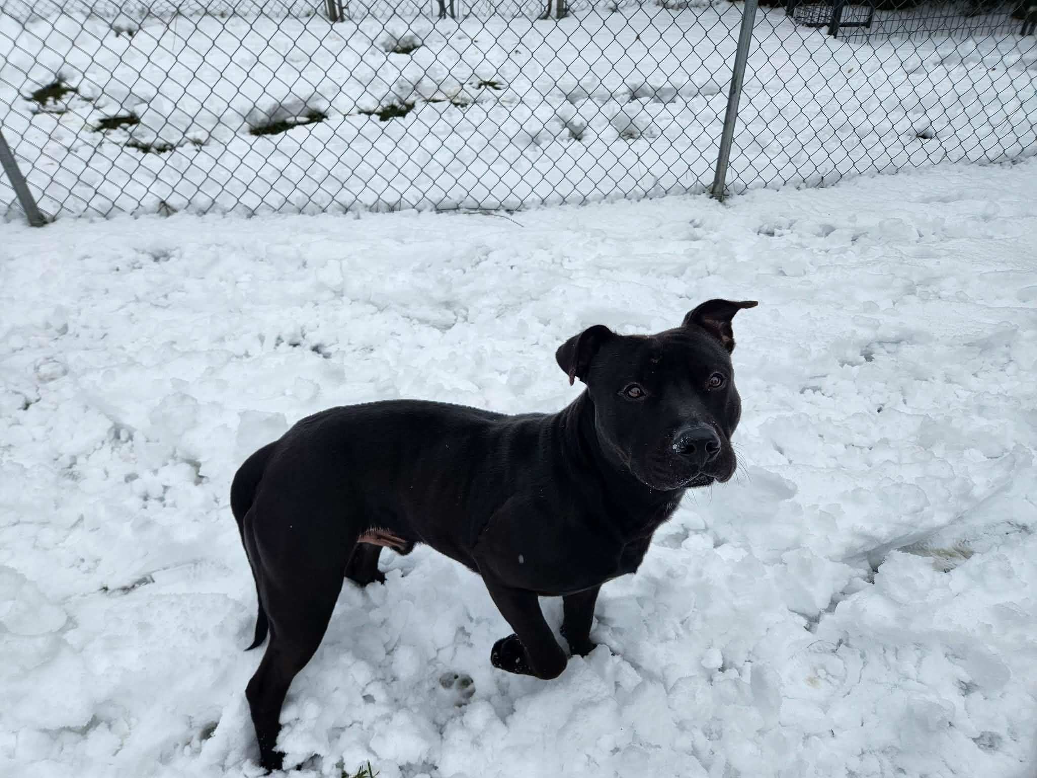 Enlarge Shadow, a Adoptable mixed breed in Caro, MI image 3/3