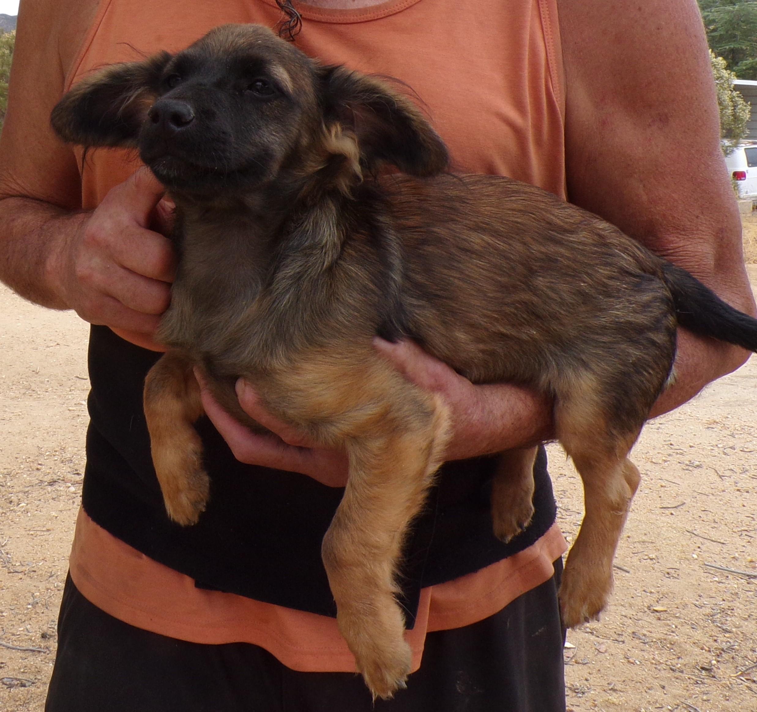 JOHNNY, ADOPTABLE, Puppy Male Dachshund (Miniature Long Haired).