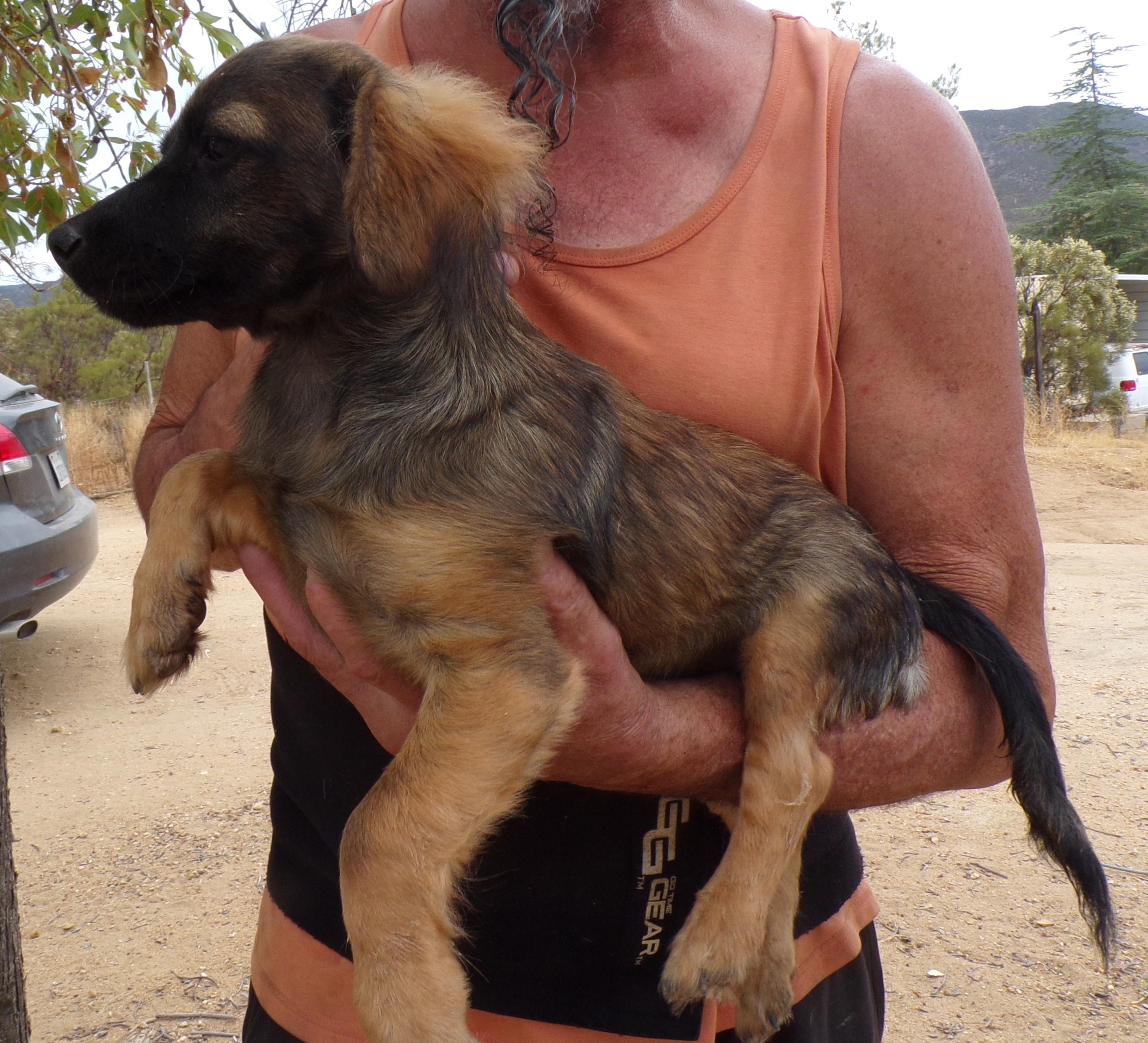 Enlarge JOHNNY, a ADOPTABLE mixed breed in Corona, CA image 3/3